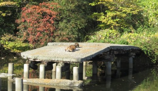 世界遺産！百舌鳥古墳群☆いたすけ古墳